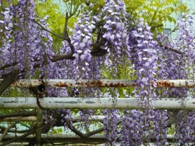 藤の花 藤の花