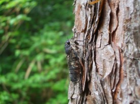 cicada cicada